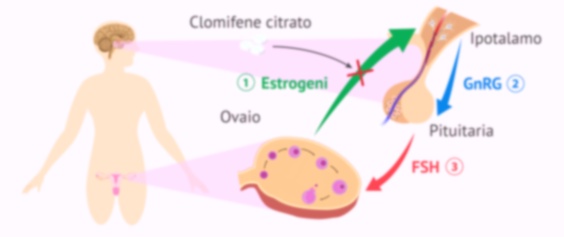 clomifene